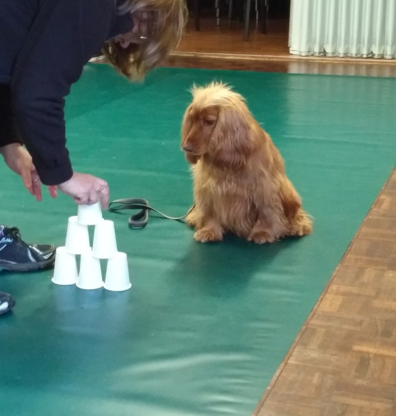 Stour Valley Dog Training Classes